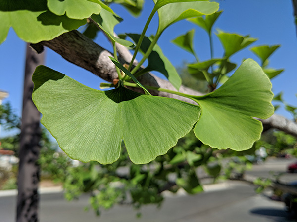 California Naturopathic Clinic has this picture of a ginkgo leaf on the homepage of their website.