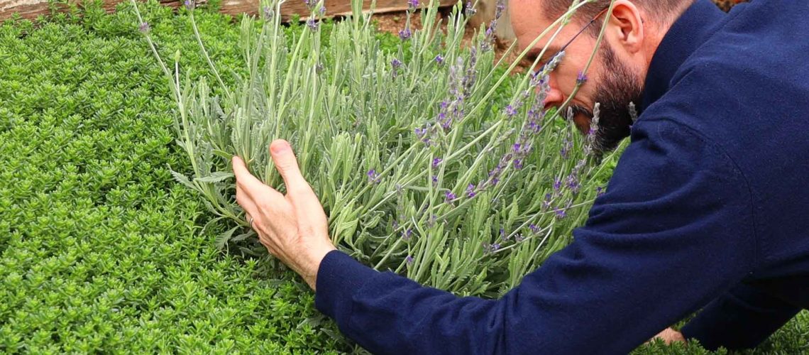 Dr. Dzvonick Hugging Lavender Plant